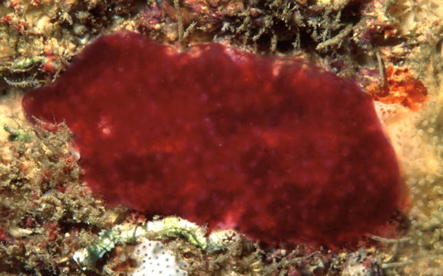 Cystodytes violatinctus